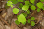 Southern meadow-rue